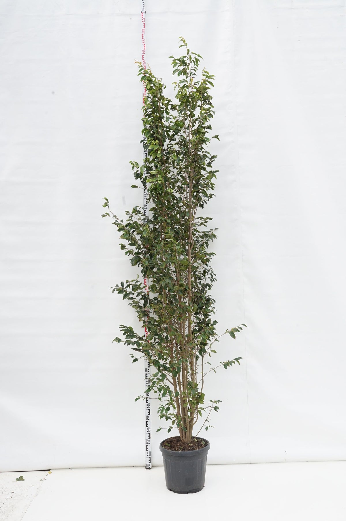 Sycoparrotia semidecidua högstam 6-8 cm med klump