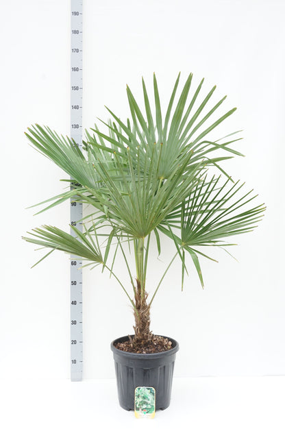 Trachycarpus fortunei stam 30 cm C15 (15 liters kruka)