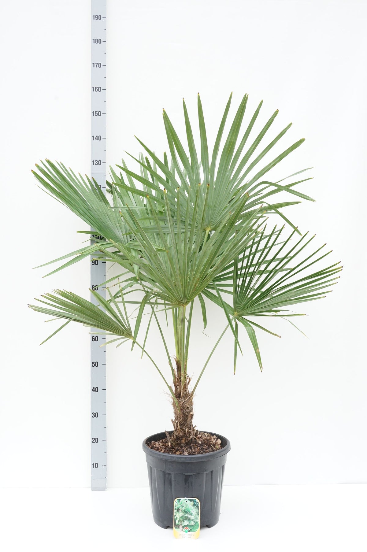 Trachycarpus fortunei 30 cm stam, C15 (15 liters kruka)