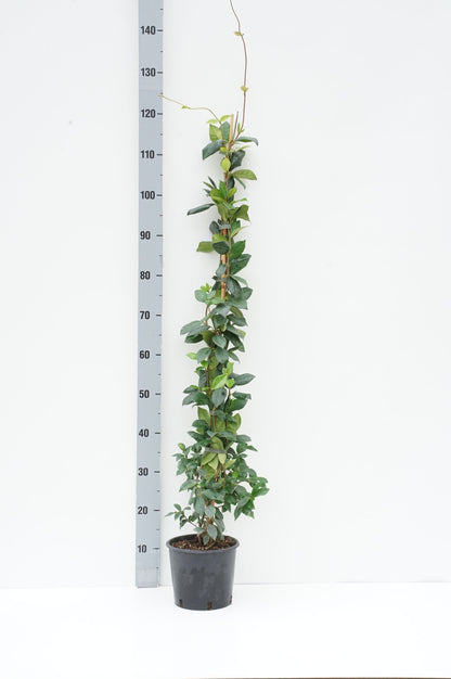 Trachelospermum jasminoides C3 (3 liters kruka) / 19 cm kruka 150+ cm