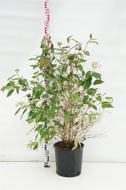 Viburnum plic. &
