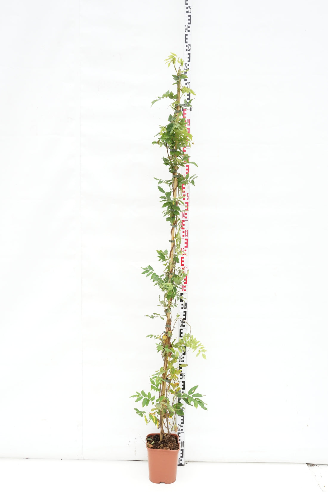 Wisteria brach. &