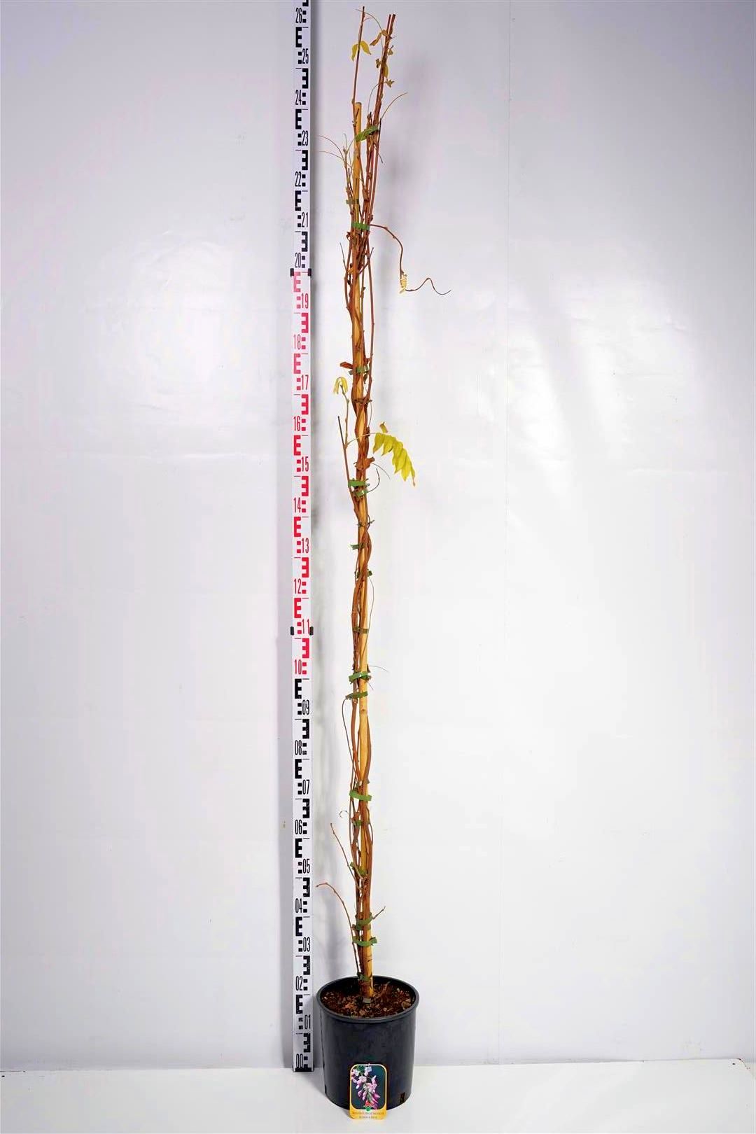 Wisteria brachybotrys &