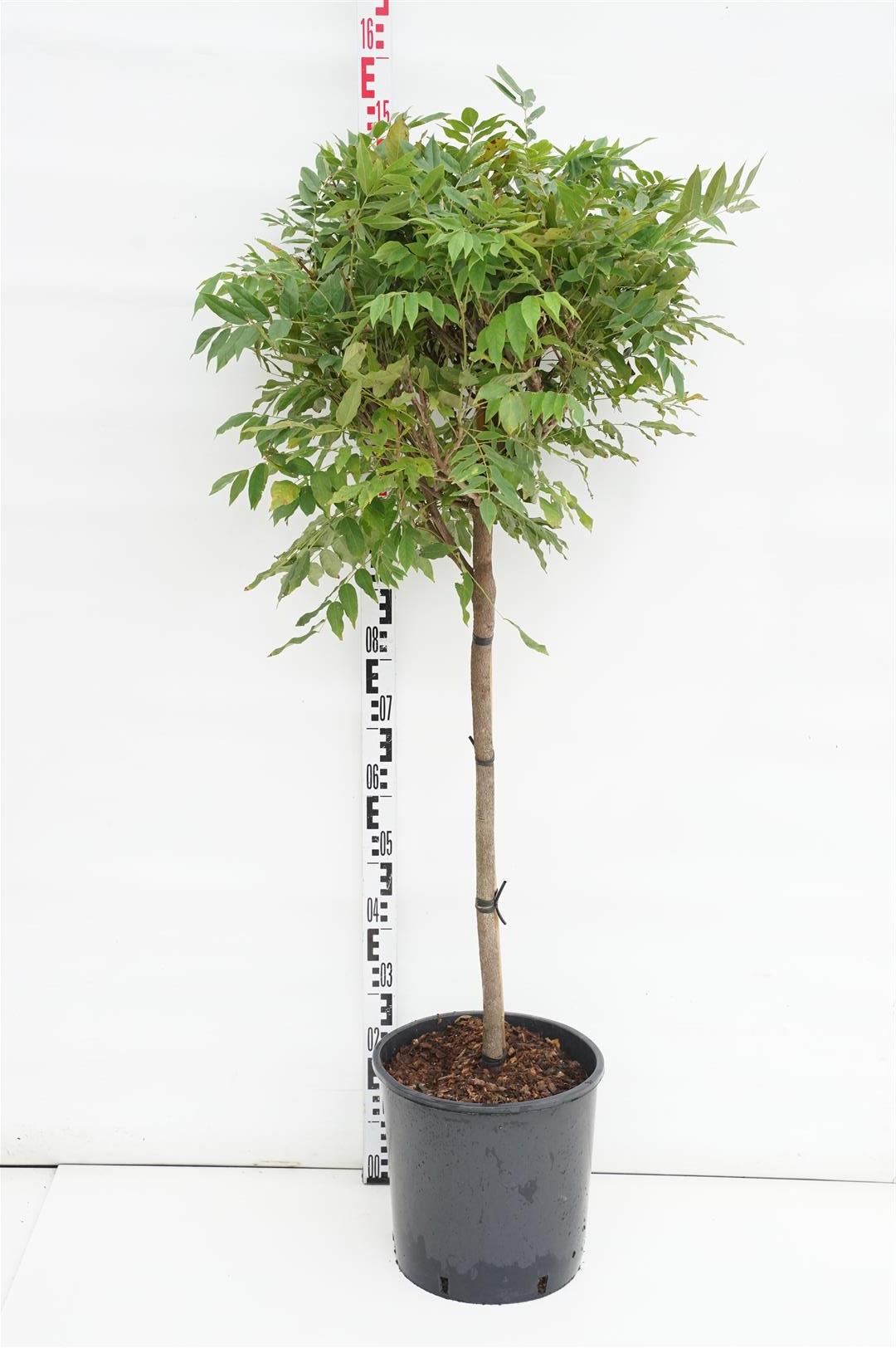 Wisteria brachybotrys &