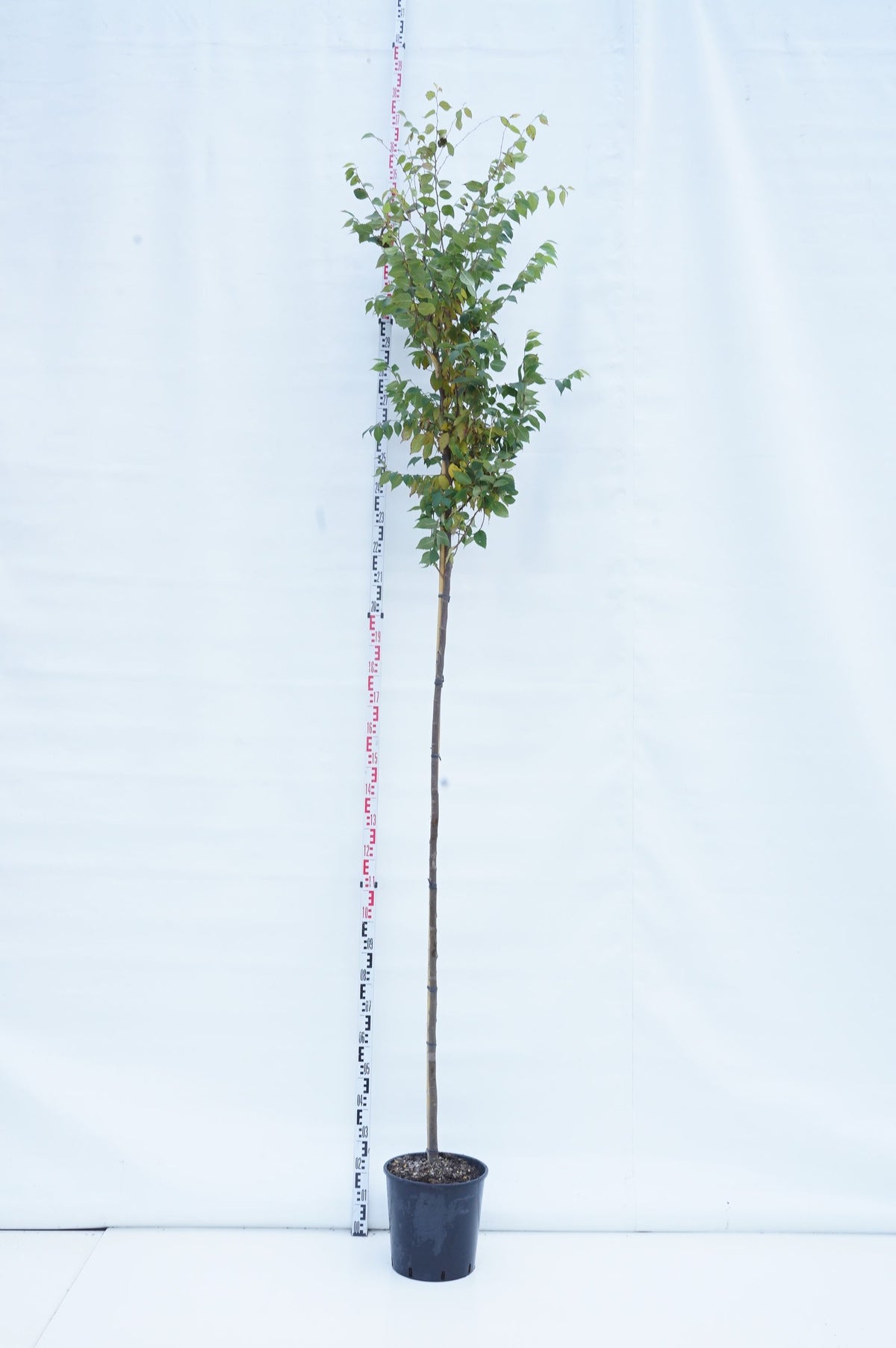 Zelkova serrata C35 (35 liters kruka) 175-200 cm