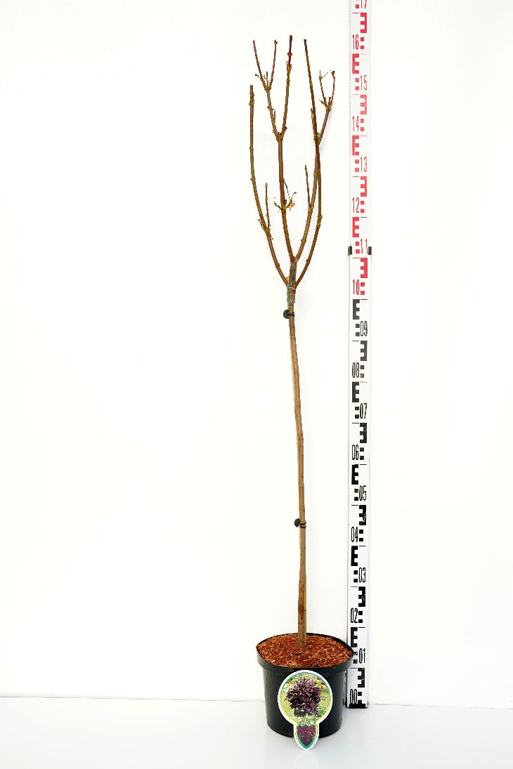Acer platanoides &