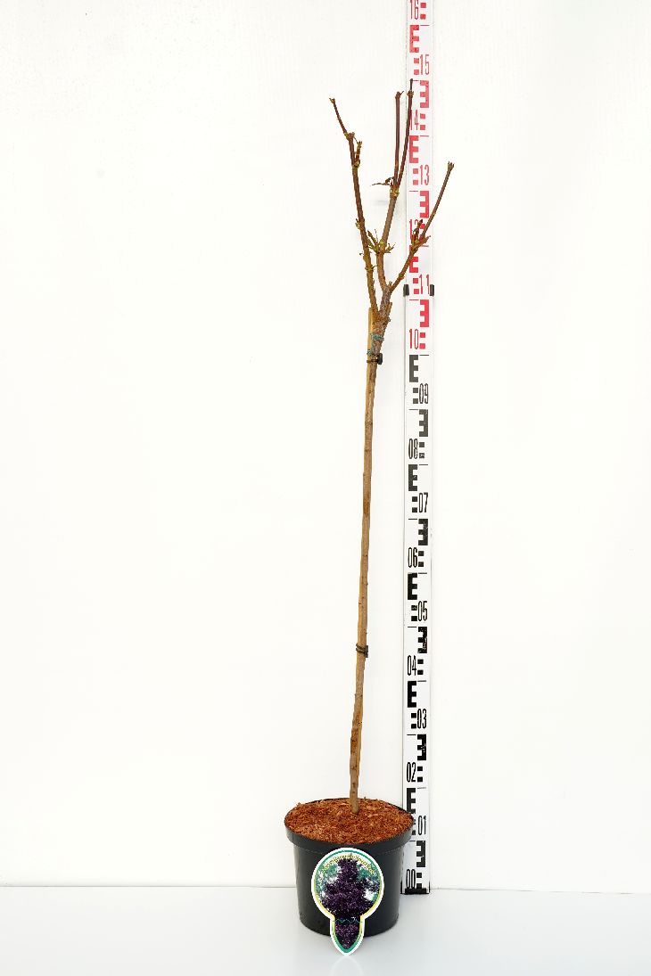 Acer plat. &
