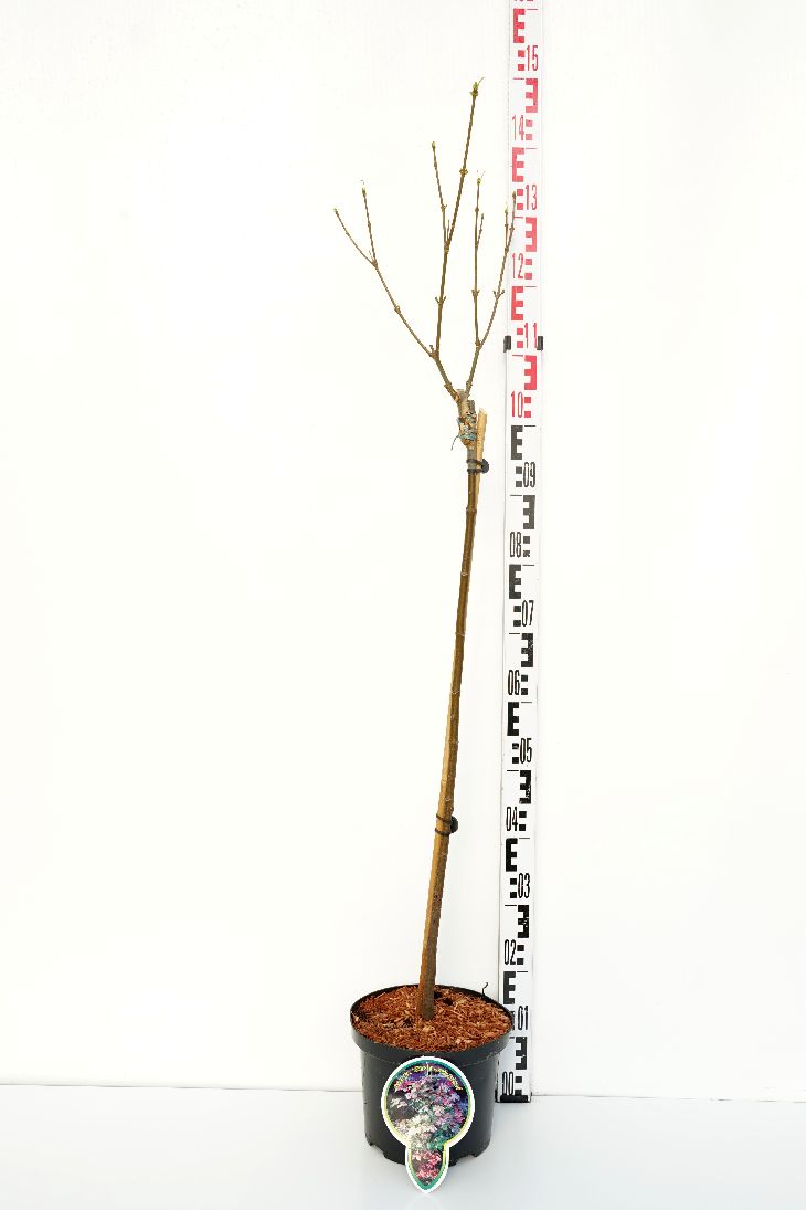 Acer pseud. &