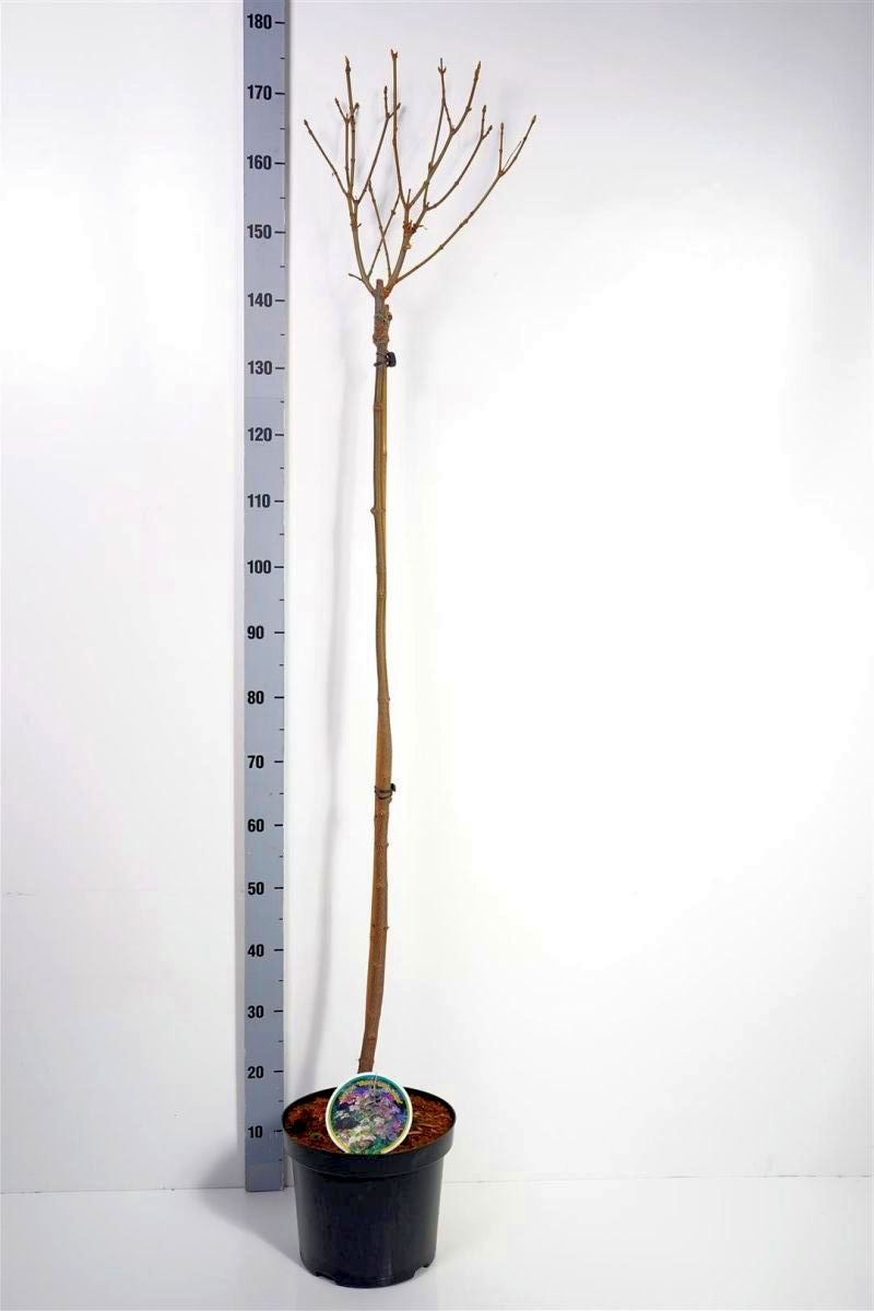 Acer pseudoplatanus &