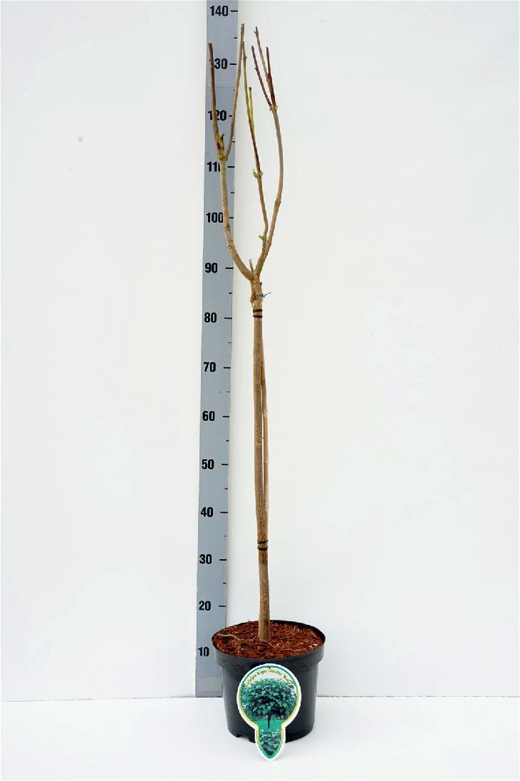 Catalpa bungei stam 60 cm C4 (4 liters kruka) / 21 cm kruka 2-årig
