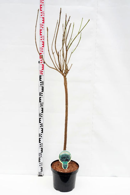 Catalpa bungei 80 cm stam C5 (5 liters kruka) / 23 cm kruka 2-årig