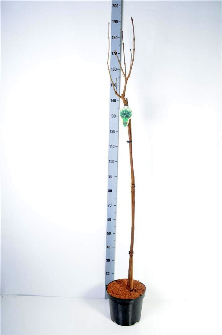 Catalpa bungei stam 120 cm C7,5 (7,5 liters kruka)