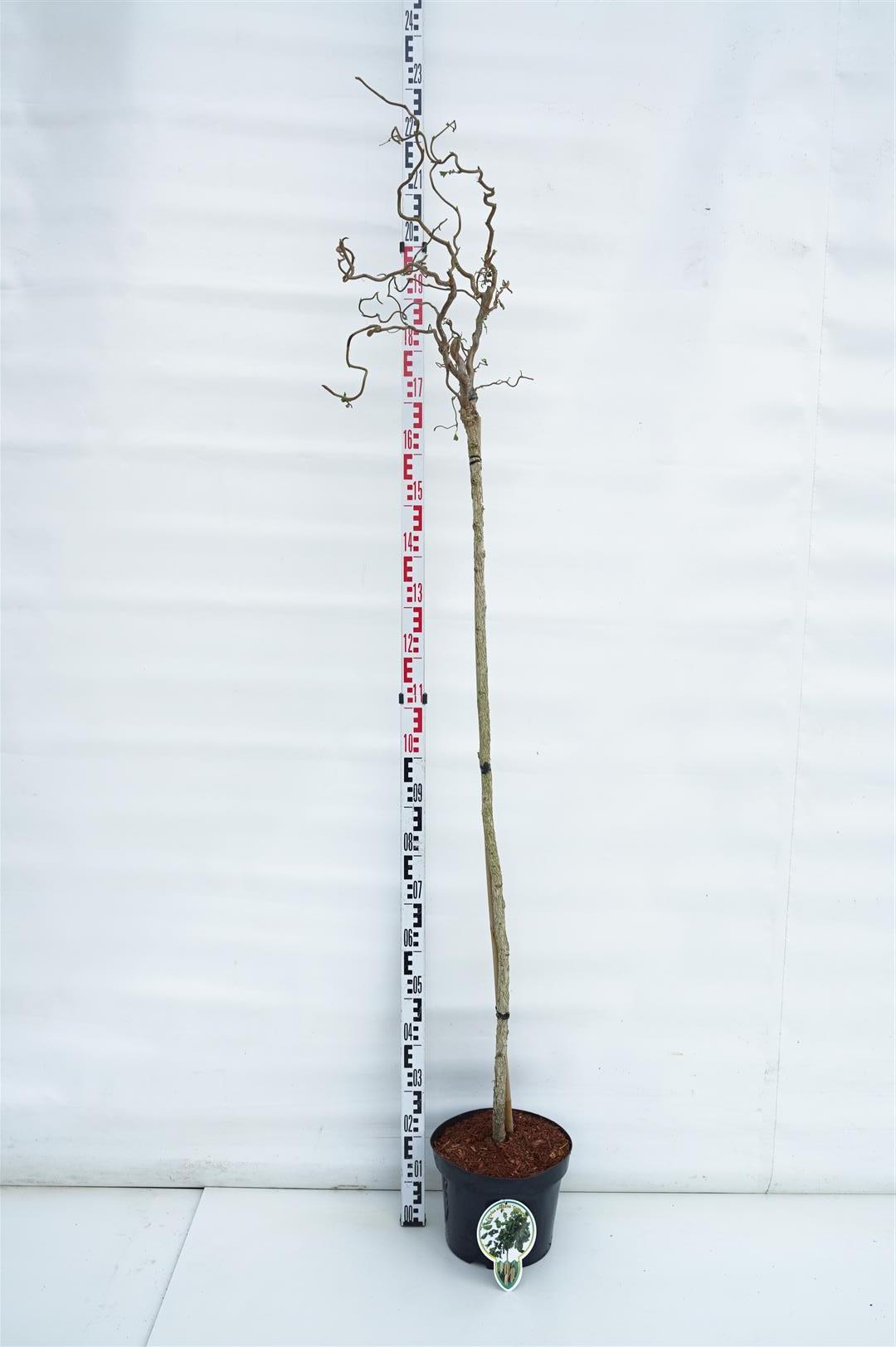 Corylus a. &