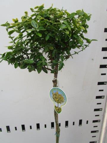 Euonymus fort. &