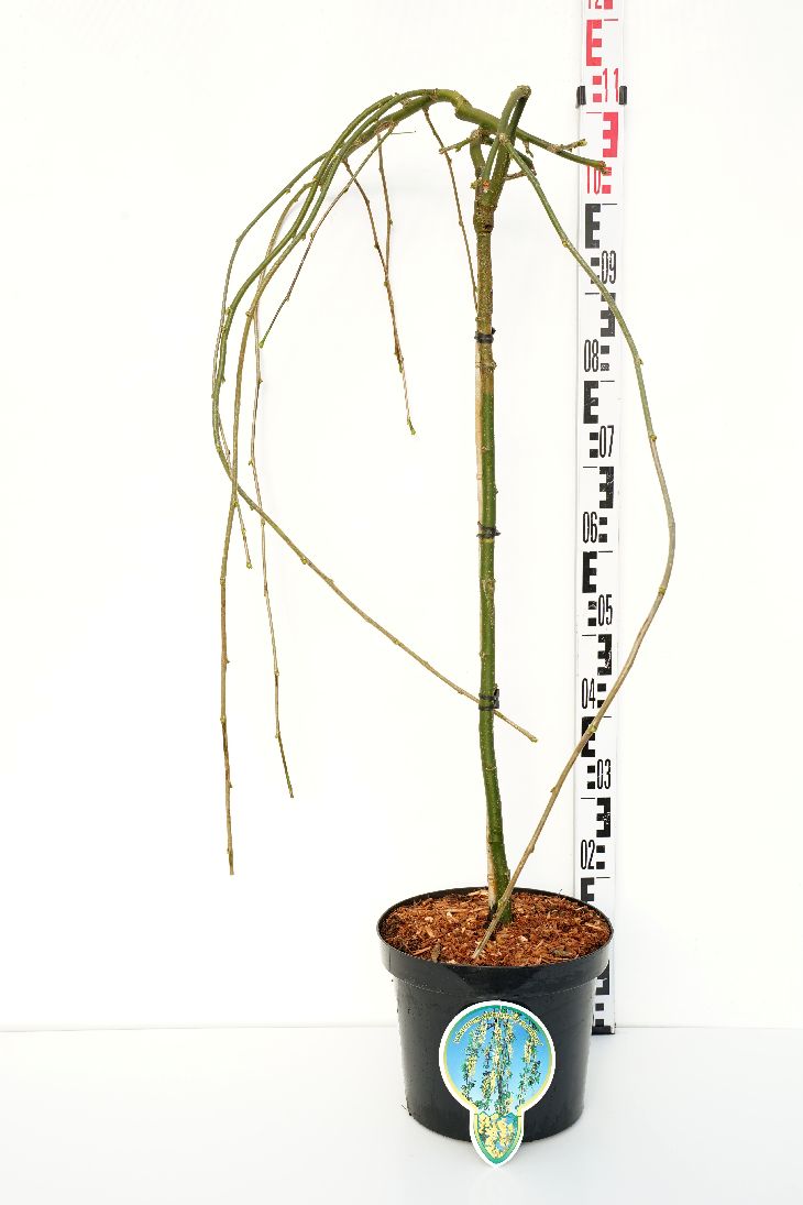 Laburnum alp. &