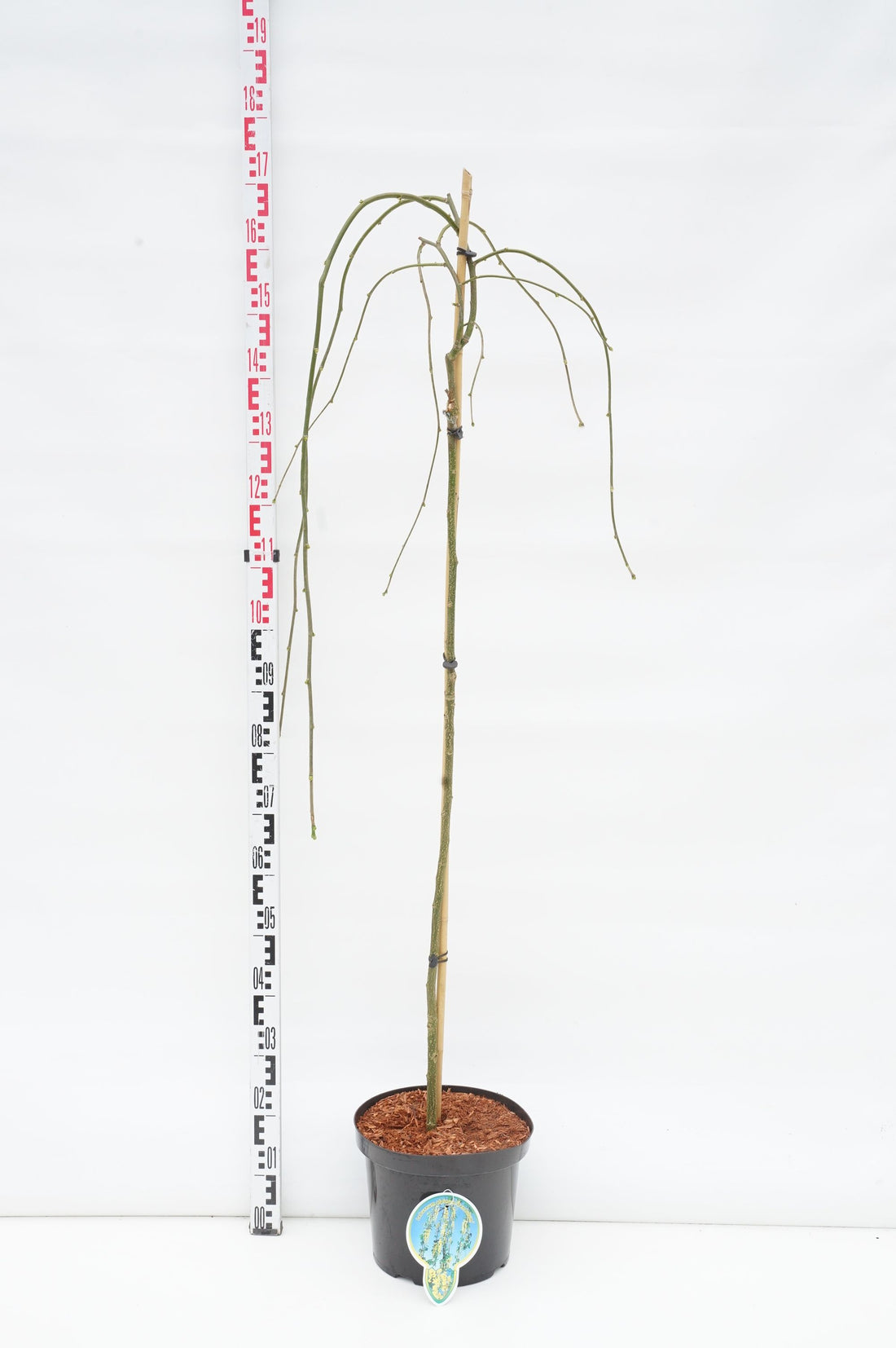Laburnum alp. &