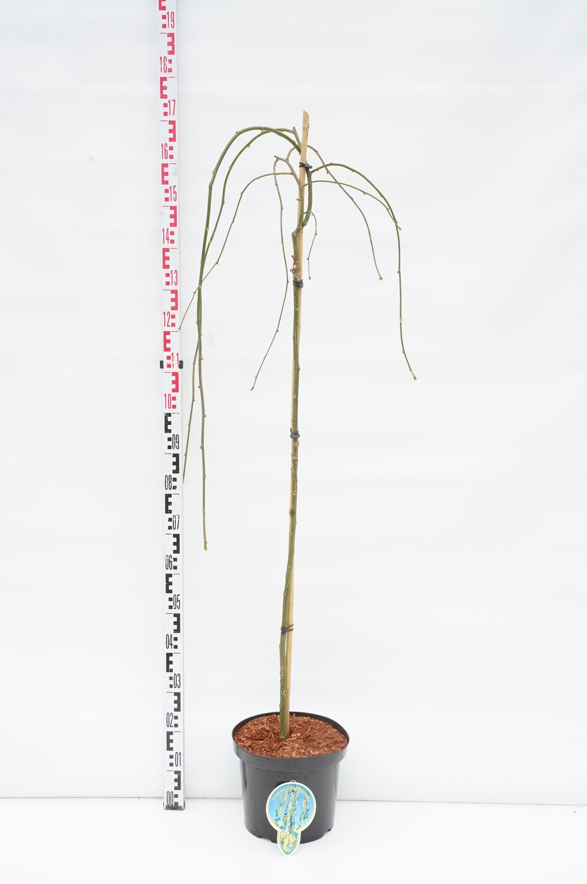 Laburnum alp. &