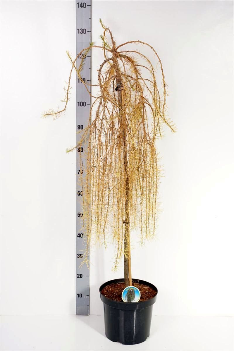 Larix dec. &
