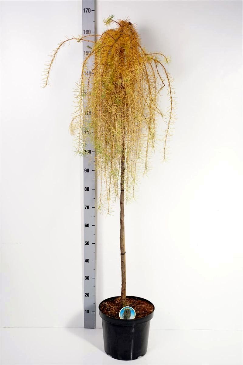 Larix dec. &