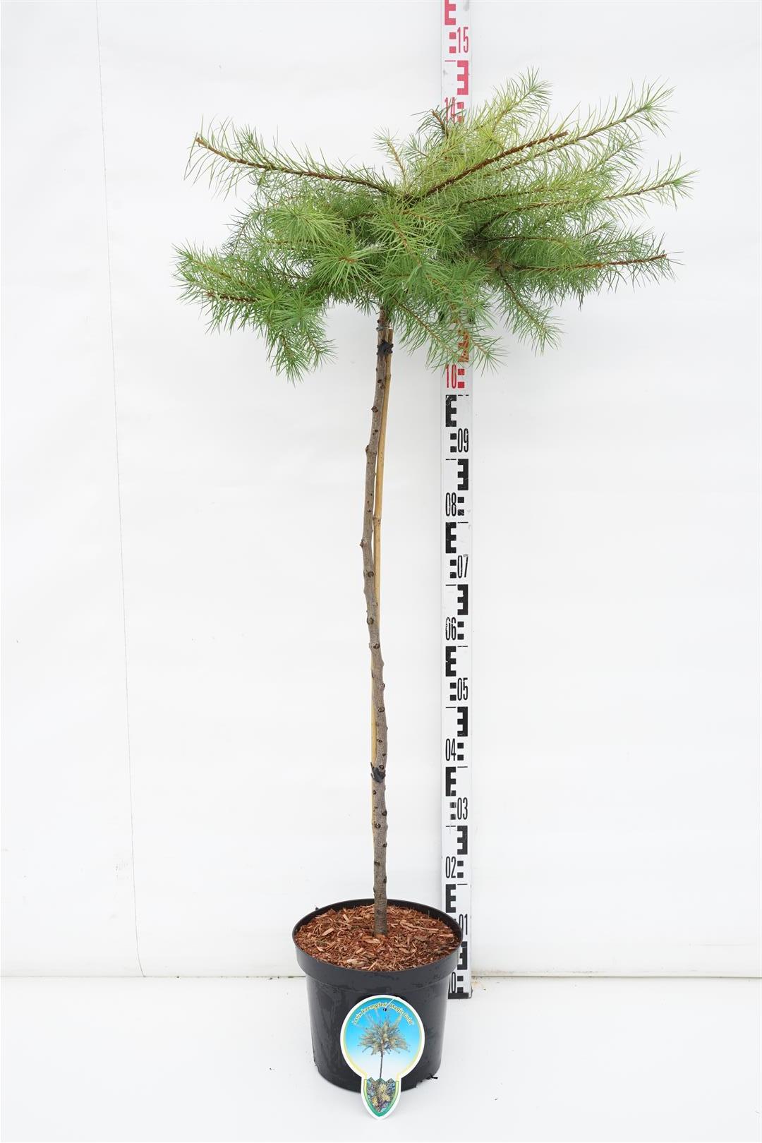 Larix kaempf. &