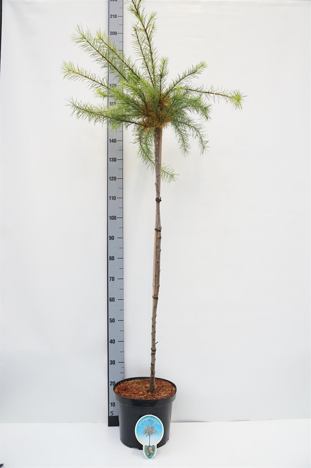 Larix kaempf. &