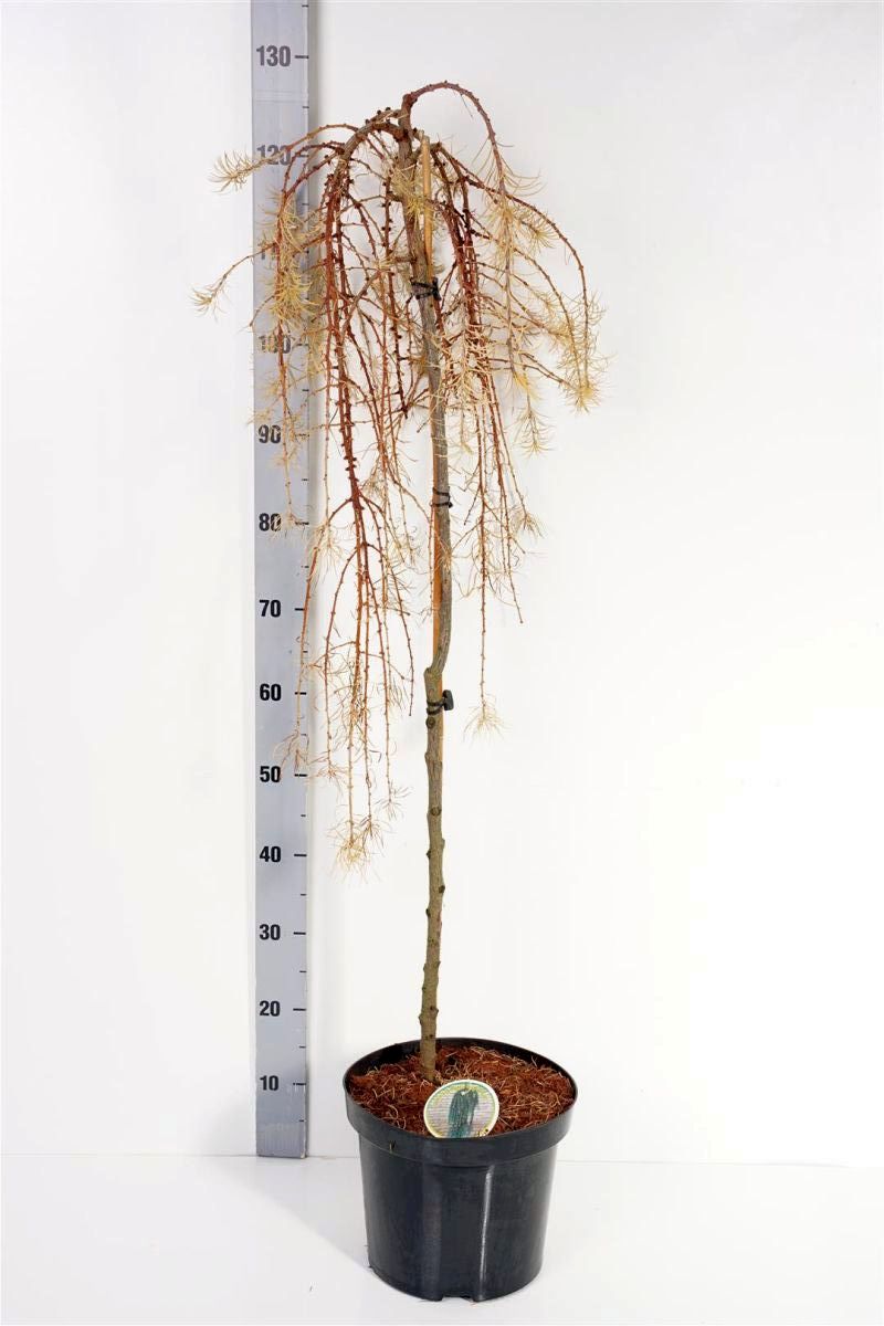 Larix kaempf. &