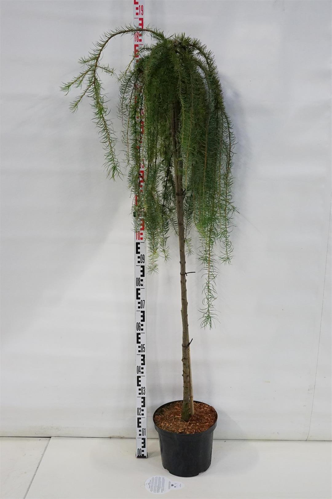 Larix kaempf. &
