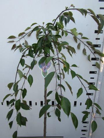Malus &