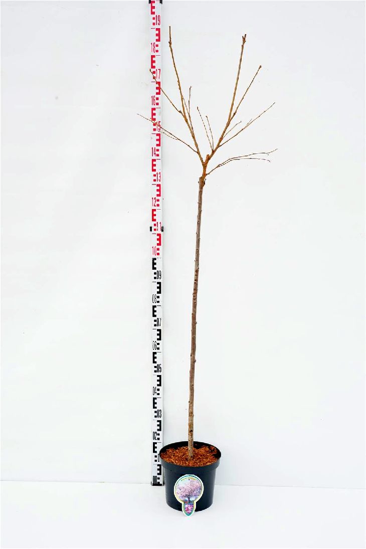 Prunus serrulata &