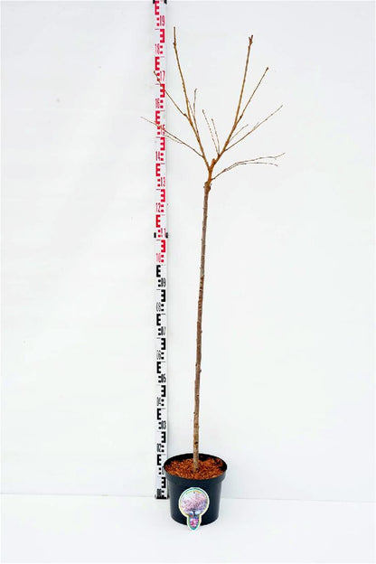 Prunus serr. &