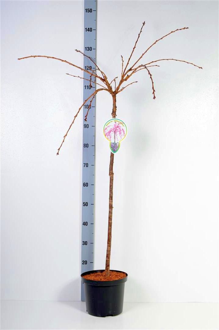 Prunus &