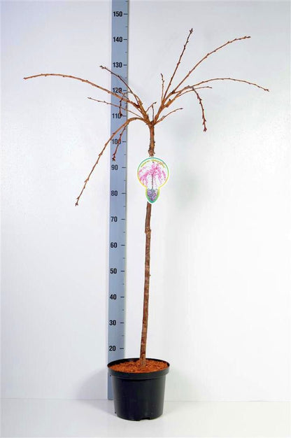 Prunus &