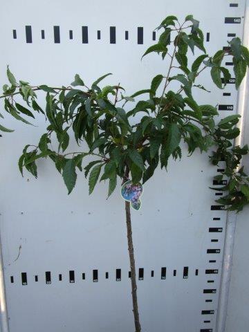 Prunus &