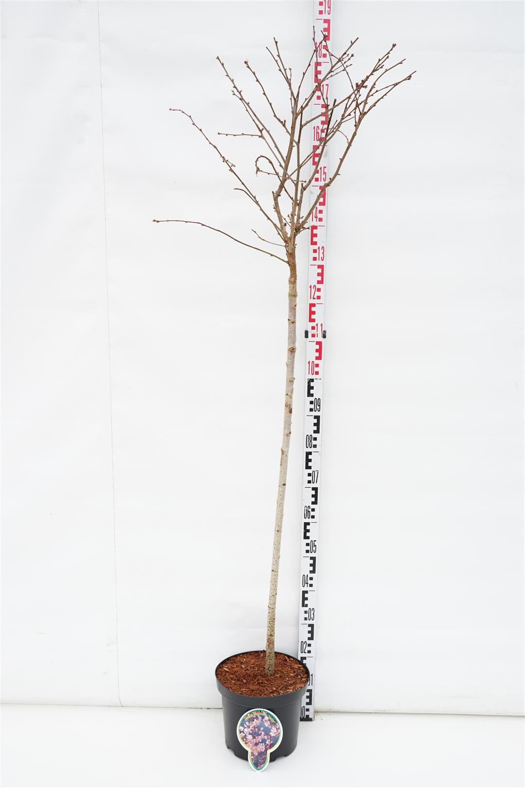 Prunus nipponica &