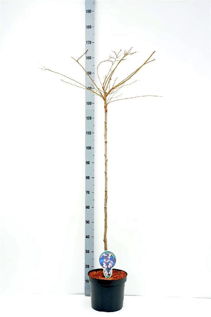 TW-1405560