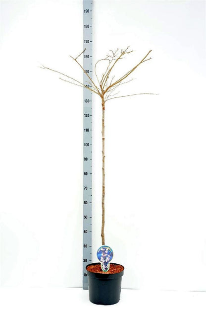 TW-1405562