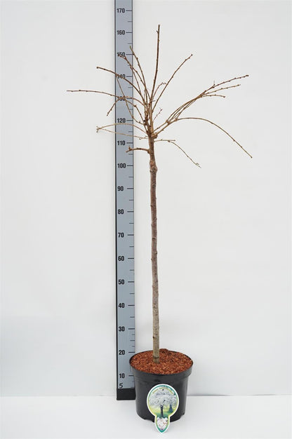 Prunus &