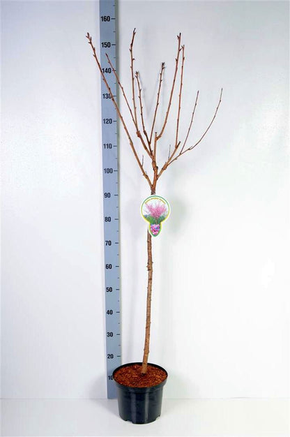 Prunus serr. &