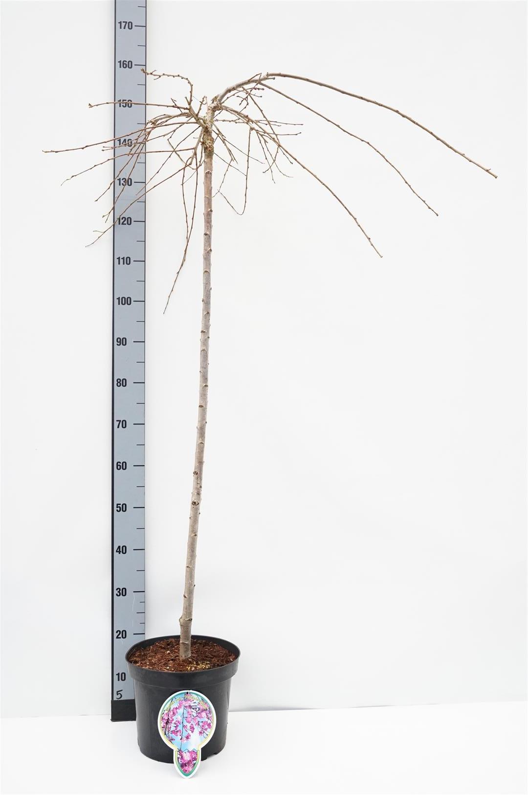 Prunus subhirtella &