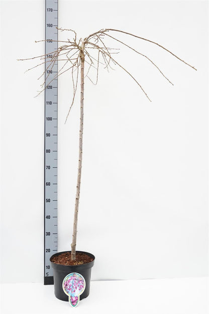 Prunus subhirtella &