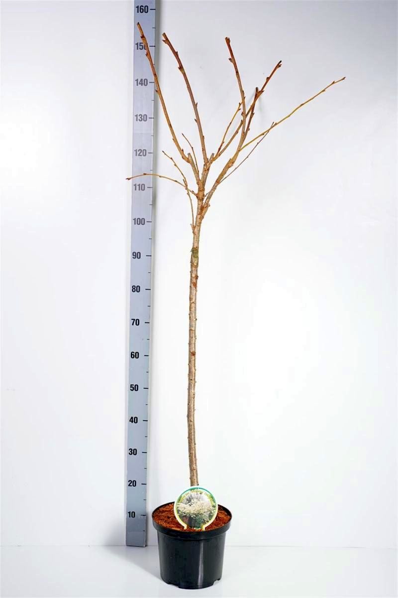 Prunus serr. &