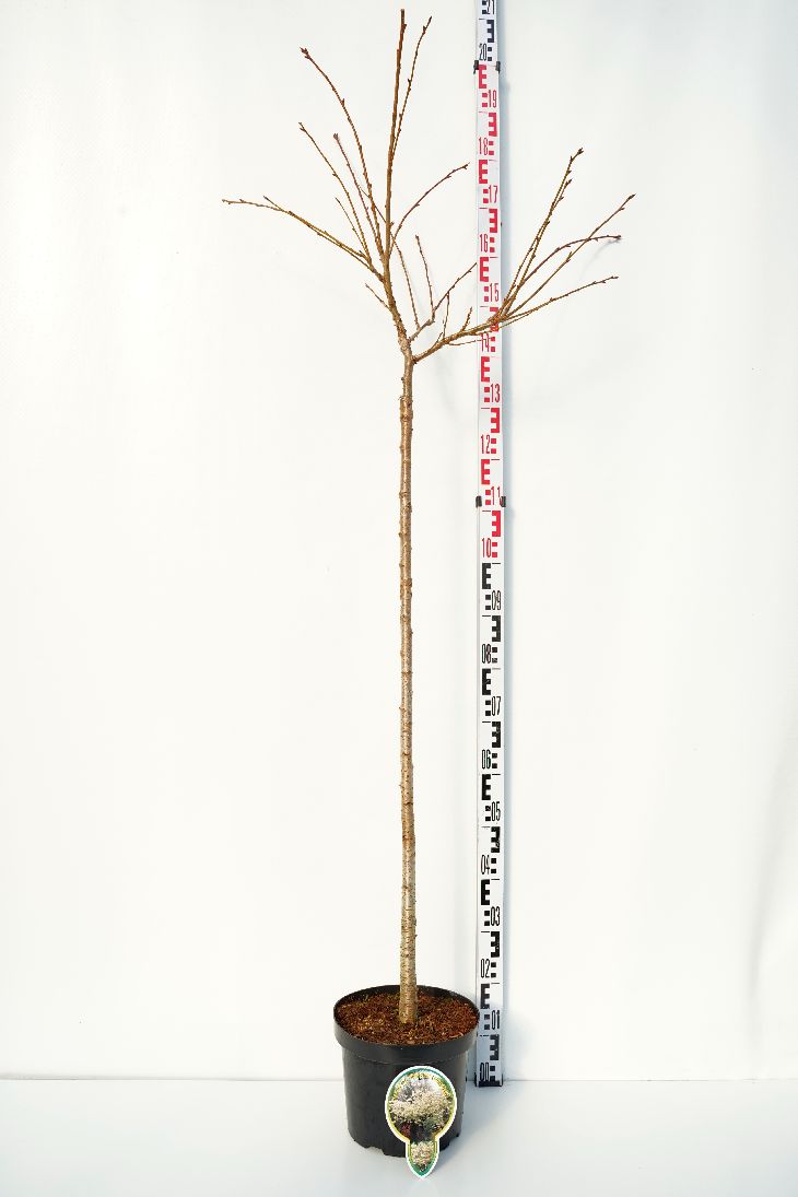 Prunus serrulata &