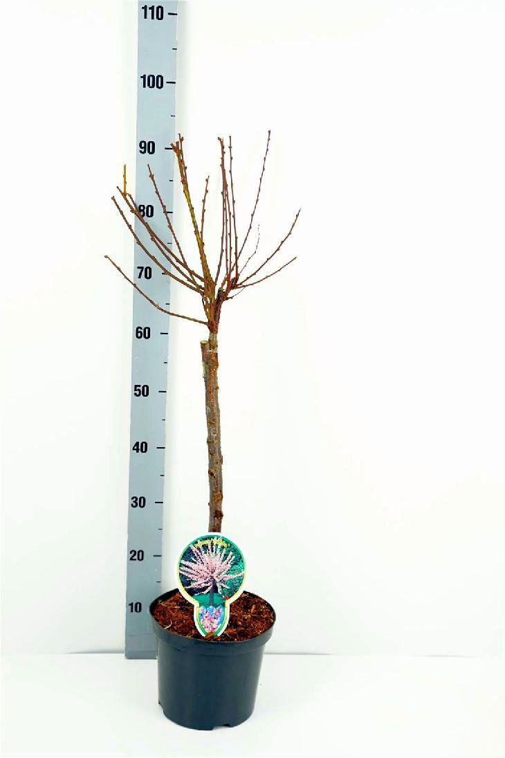 Prunus triloba stam 60 cm C3 (3 liters kruka) / 19 cm kruka