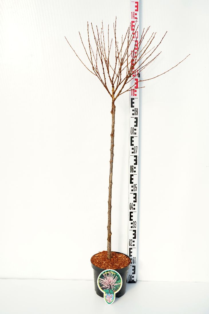 Prunus triloba stam 80 cm C4 (4 liters kruka)