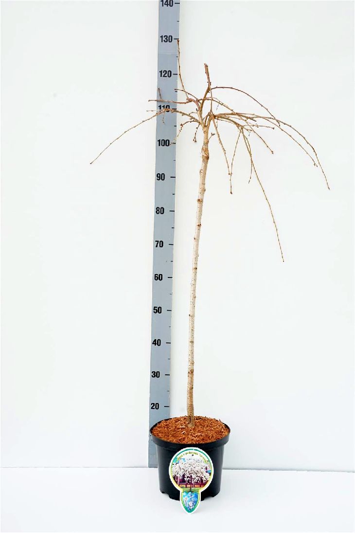 Prunus yedoensis &