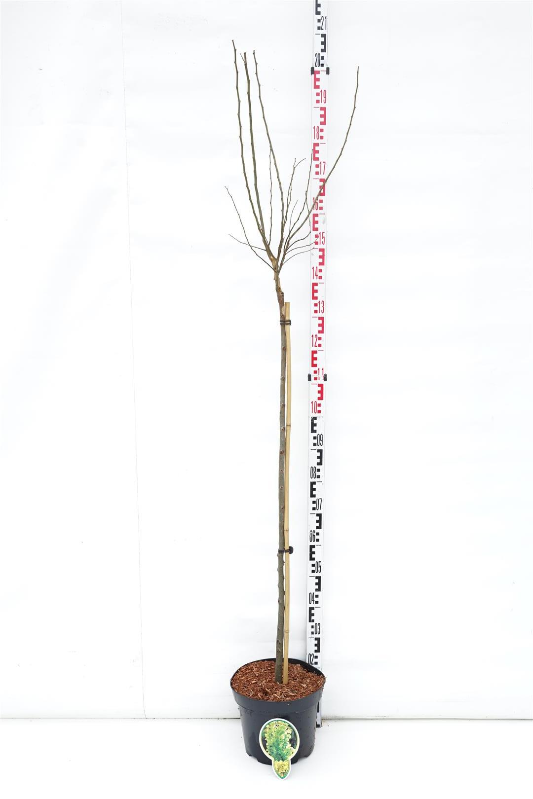 Ulmus x hollandica &