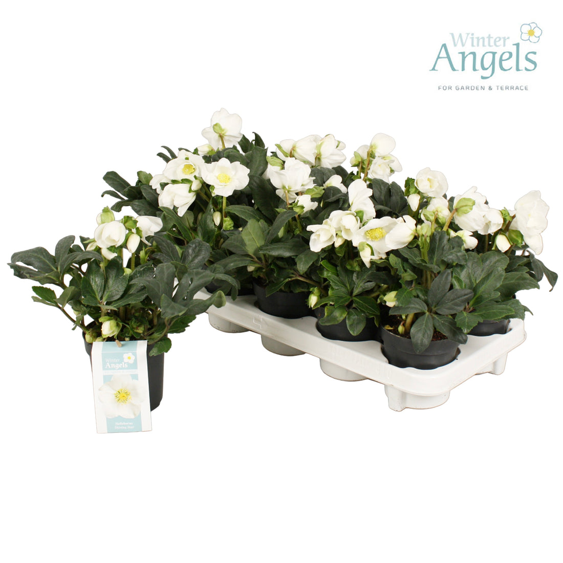 Helleborus niger 10 cm kruka