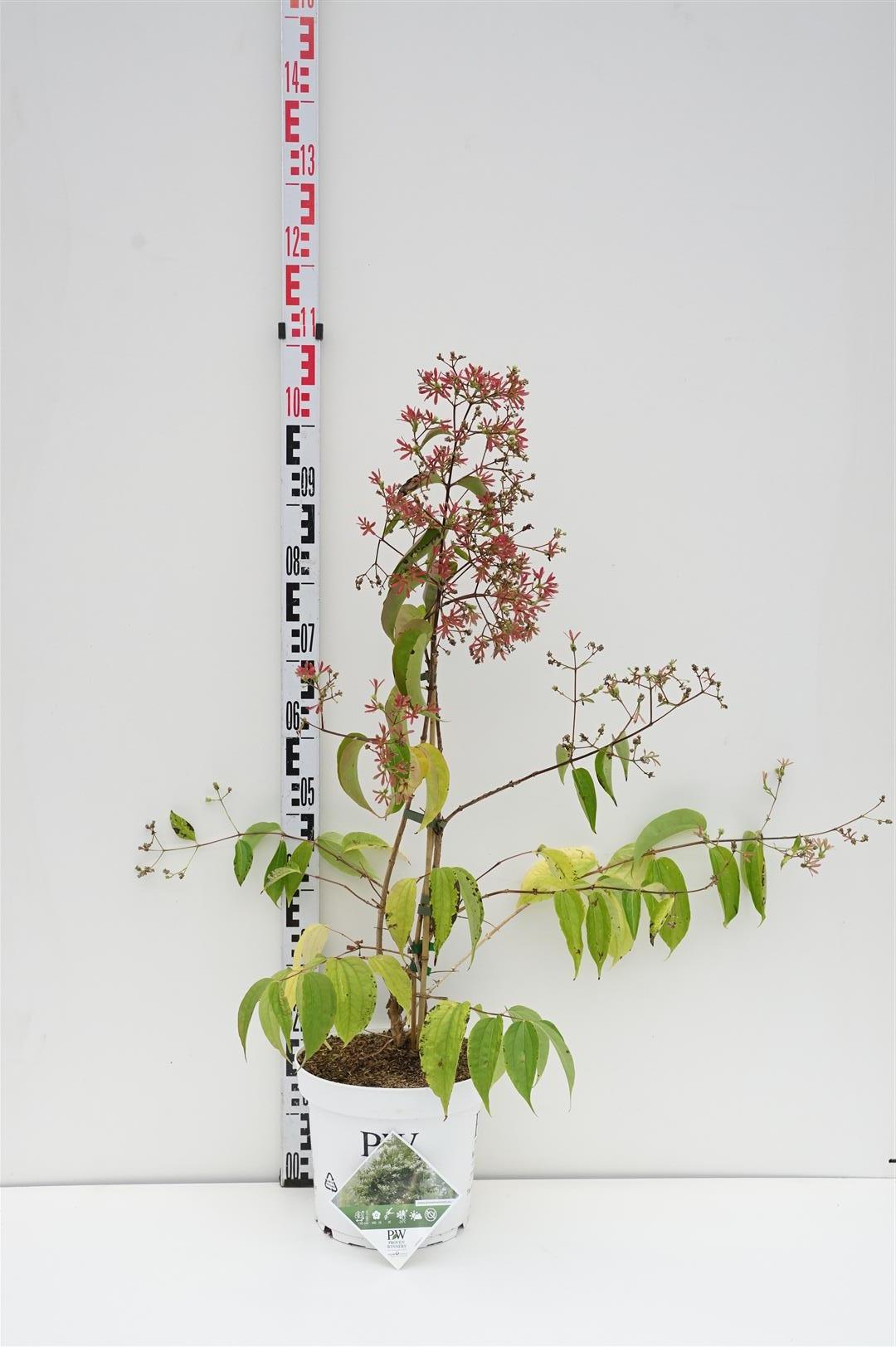 Heptacodium miconioides Temple of Bloom® 125-150 cm C20 (20 liters kruka)