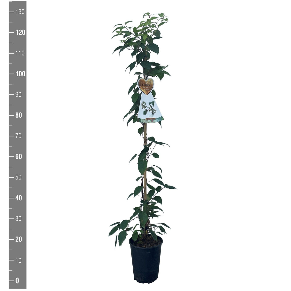 Actinidia arguta &