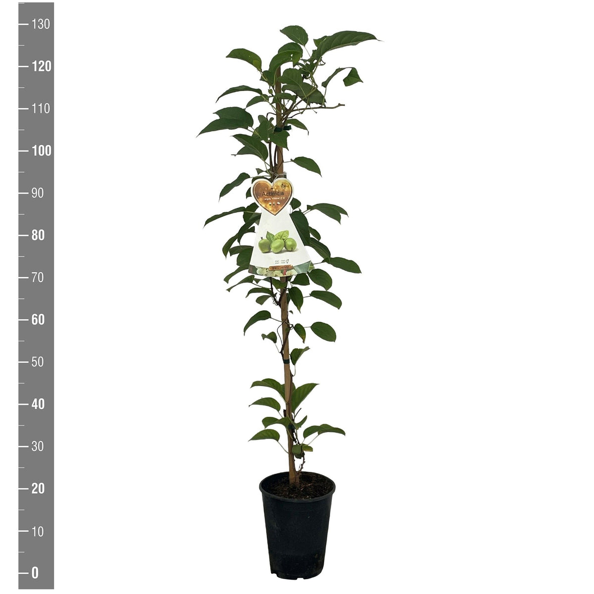 Actinidia arguta &